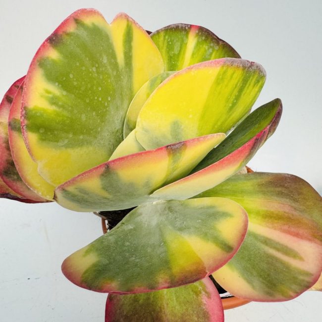 Kalanchoe Thyrsiflora 'Variegata' – Image 2
