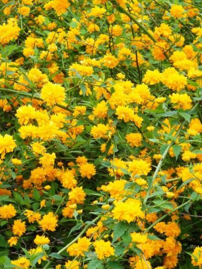 Kerria Japonica ‘Pleniflora’