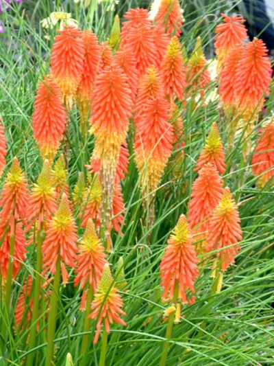 Kniphofia Uvaria 'Grandiflora'