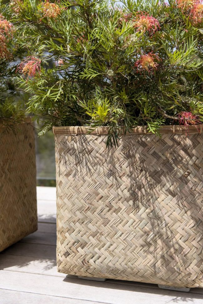 Kobe – Bamboo – Image 3