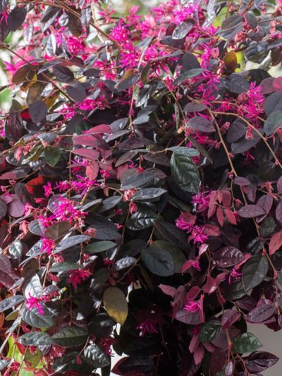 Loropetalum 'Fire Dance'