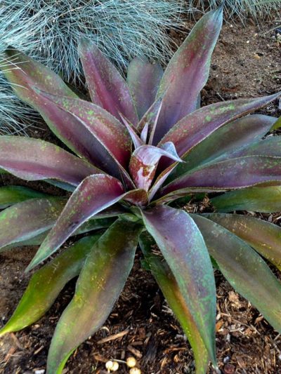 Mangave (Variétés)
