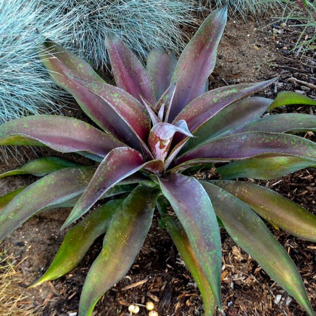 Mangave (Variétés)