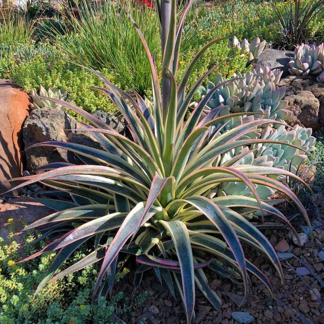 Mangave (Variétés) – Image 4