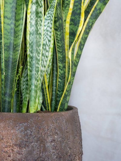 Maraa – Imperial Brown