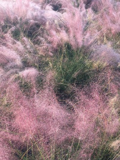 Muhlenbergia Capillaris – Graminée Rose