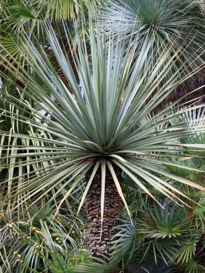 Nolina Nelsonii