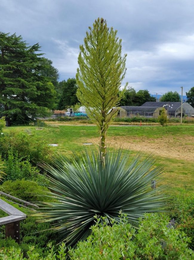 Nolina Nelsonii – Image 4