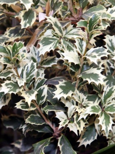 Osmanthus Heterophyllus 'Variegatus'