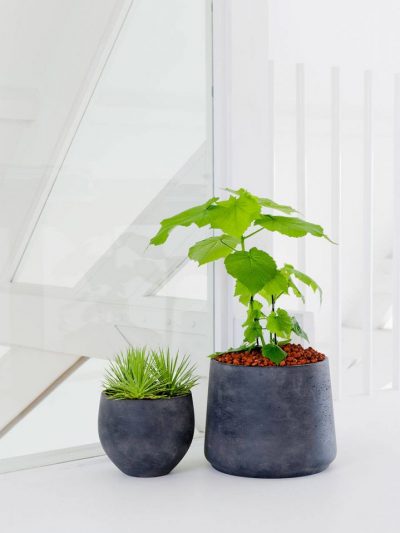 Patt – Black Washed