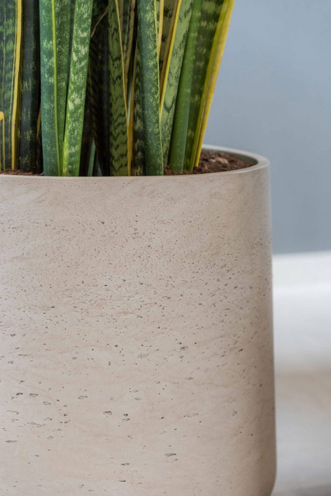 Patt – Grey Washed – Image 2
