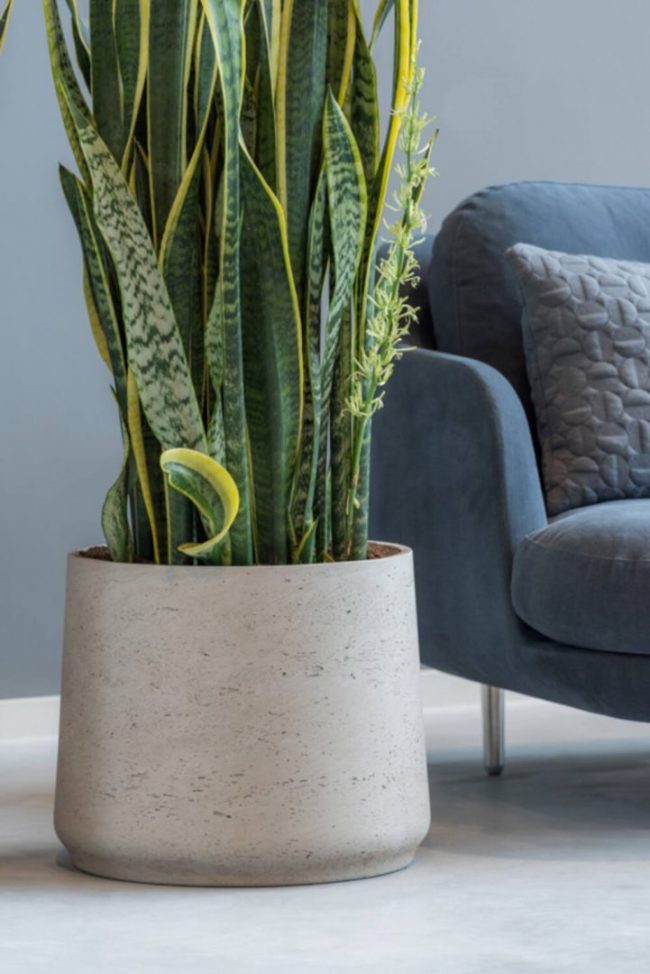 Patt – Grey Washed