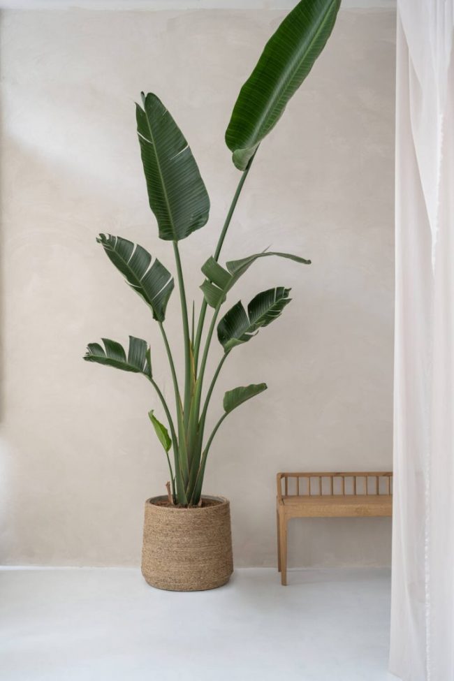 Patt – Straw Grass – Image 4