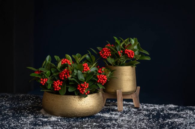 Patt – Metallic Gold – Image 3
