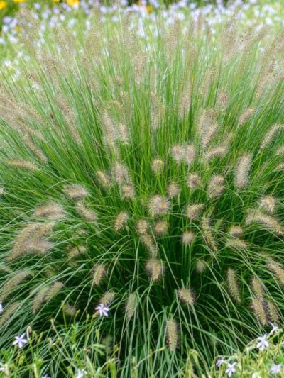 Pennisetum Setaceum