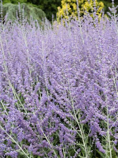 Sauge de Russie – Perovskia Atriplicifolia