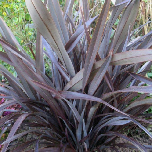 Lin de Nouvelle-Zélande – Phormium (Variétés) – Image 2