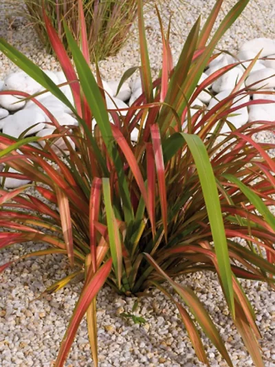 Lin de Nouvelle-Zélande – Phormium (Variétés)