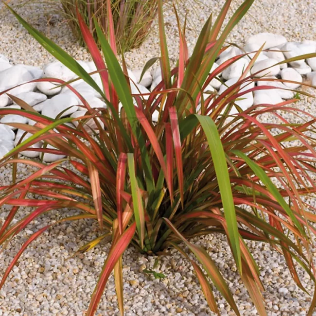 Lin de Nouvelle-Zélande – Phormium (Variétés)