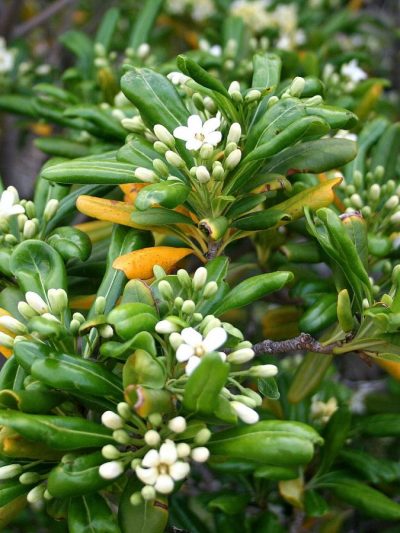 Pittosporum (Variétés)