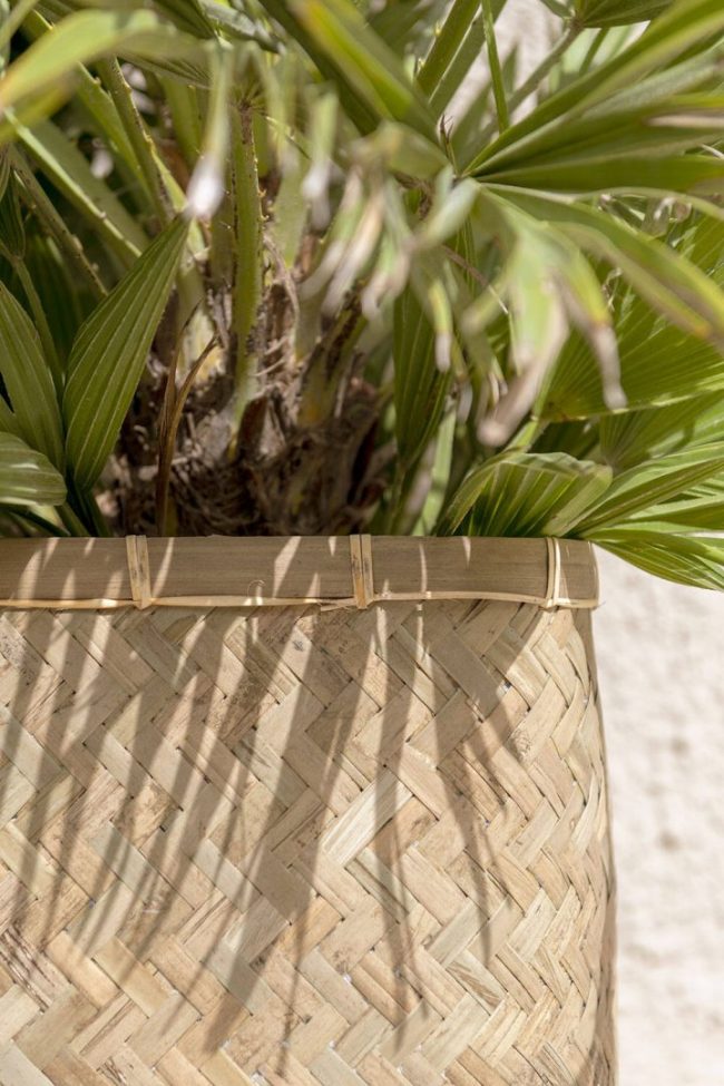 Rafi – Bamboo – Image 2