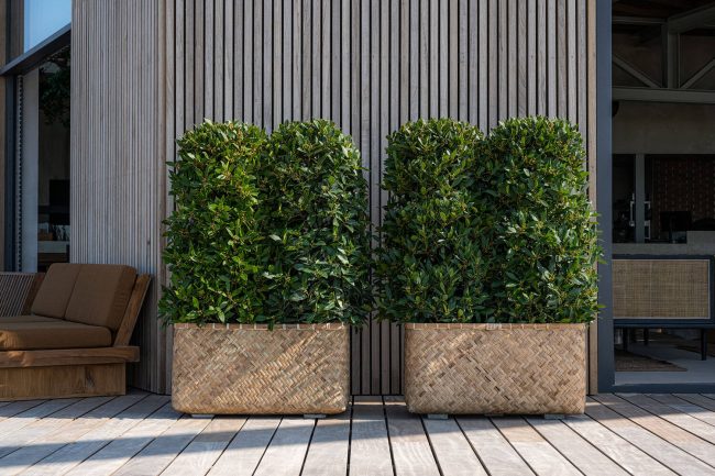 Rafi – Bamboo – Image 3
