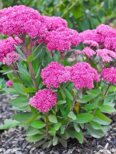Sedum (Mix)