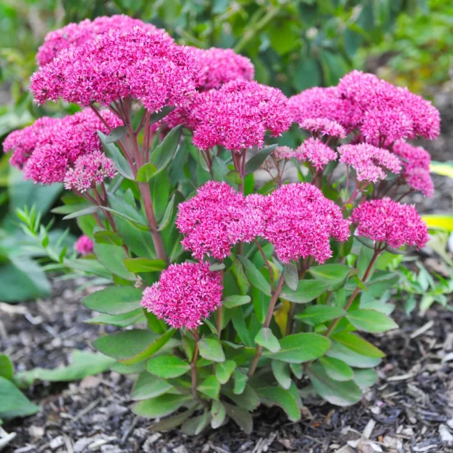 Sedum (Mix)