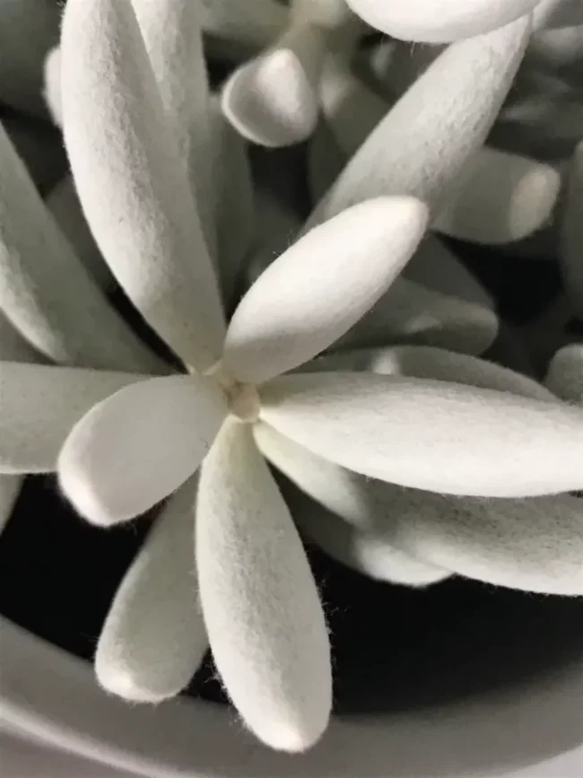 Senecio 'Haworthii' Mont Blanc – Image 2