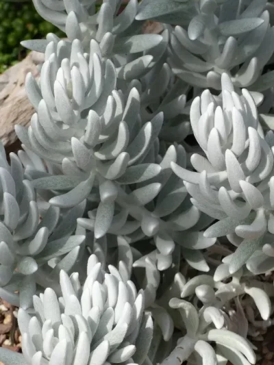 Senecio 'Haworthii' Mont Blanc