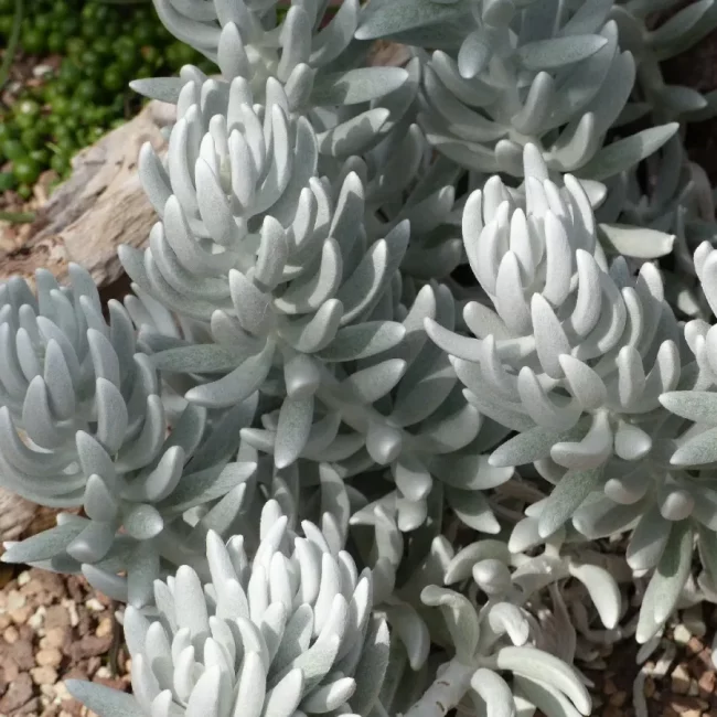 Senecio 'Haworthii' Mont Blanc