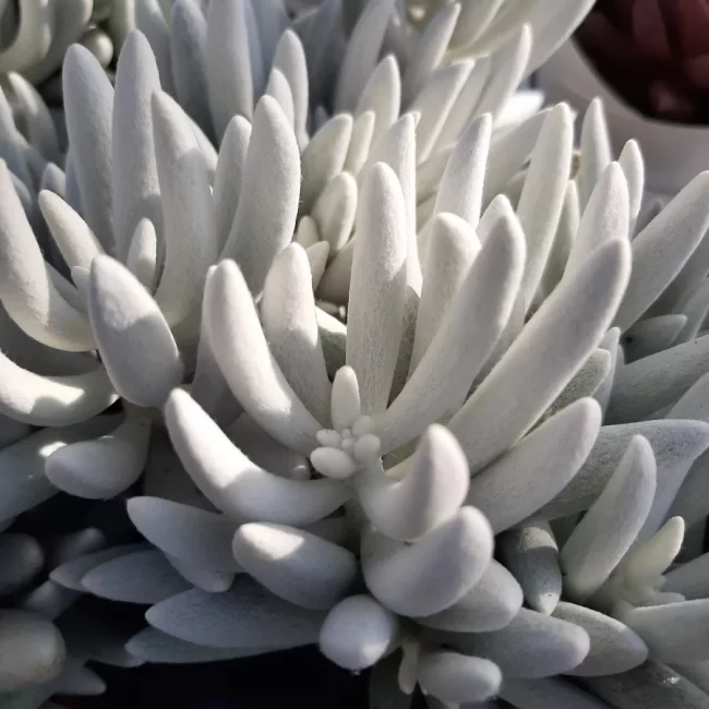 Senecio 'Haworthii' Mont Blanc – Image 3
