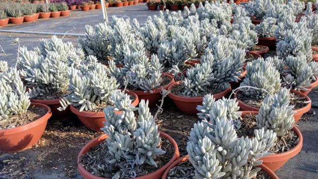 Senecio 'Haworthii' Mont Blanc – Image 4