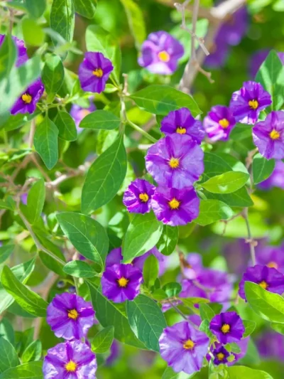 Arbuste à Gentiane – Solanum Rantonneti