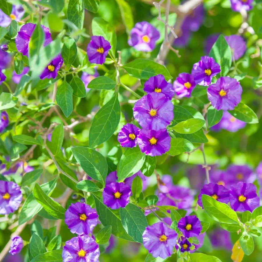 Arbuste à Gentiane – Solanum Rantonneti