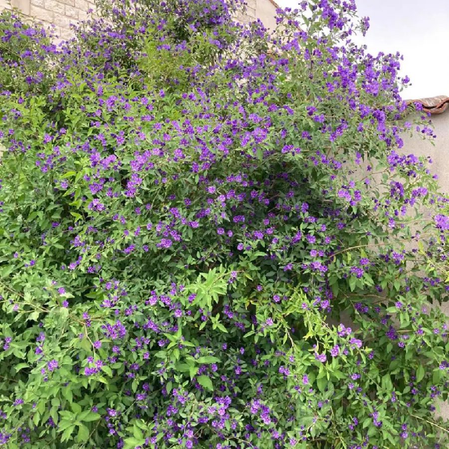 Arbuste à Gentiane – Solanum Rantonneti – Image 4