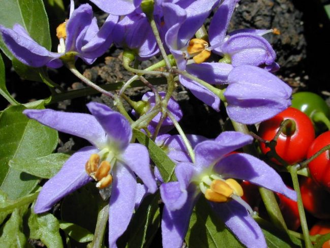 Liane Pomme de Terre – Solanum Seaforthianum – Image 3