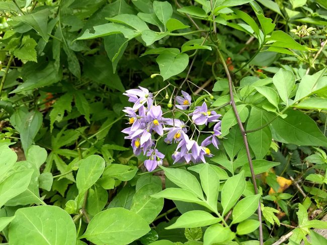 Liane Pomme de Terre – Solanum Seaforthianum – Image 2