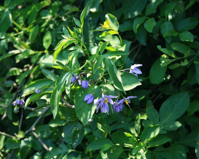 Liane Pomme de Terre – Solanum Seaforthianum