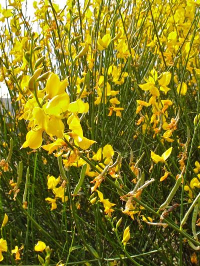 Genêt d’Espagne – Spartium Junceum