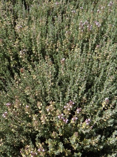 Thym 'Vulgaris'