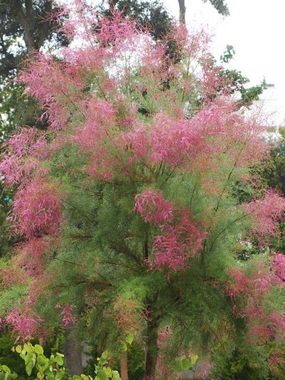 Tamarix Parviflora (Variétés)