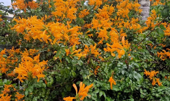 Bignone du Cap – Tecomaria Capensis – Image 3