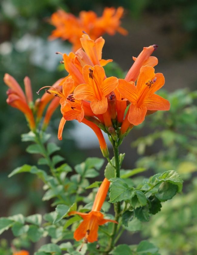 Bignone du Cap – Tecomaria Capensis – Image 2