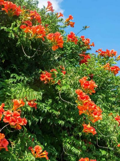 Bignone du Cap – Tecomaria Capensis