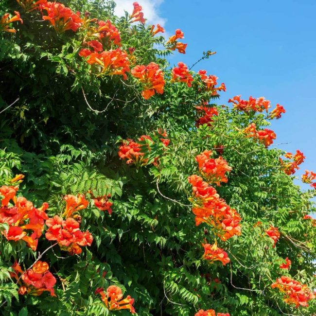 Bignone du Cap – Tecomaria Capensis