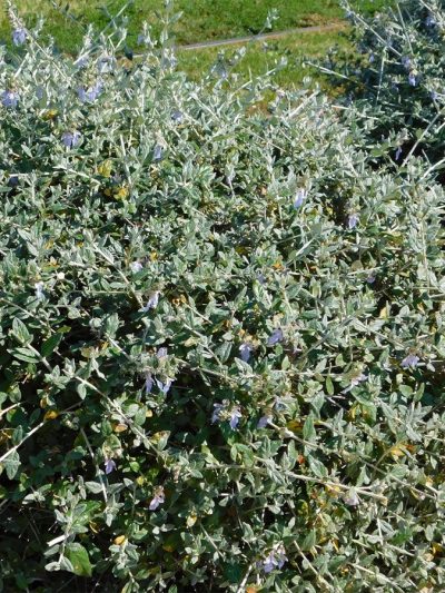 Teucrium (Variétés)