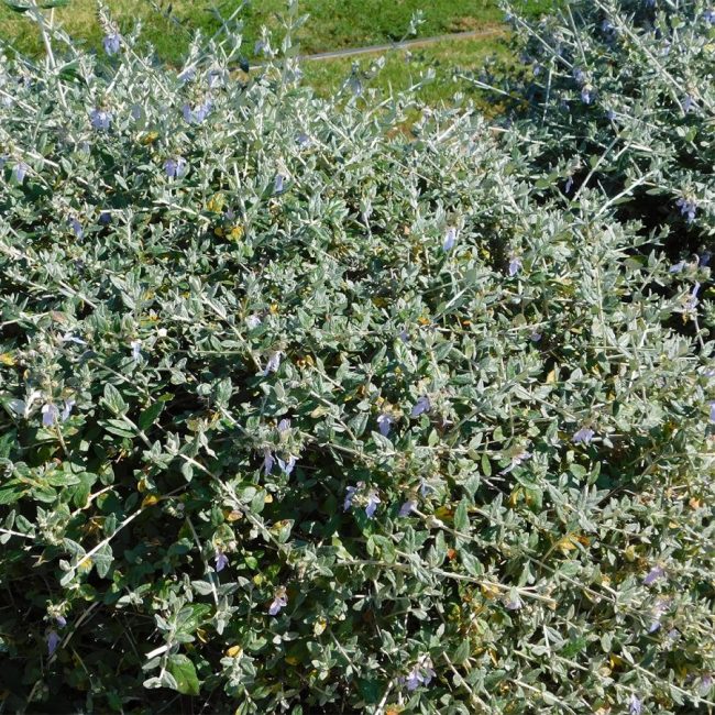 Teucrium (Variétés)