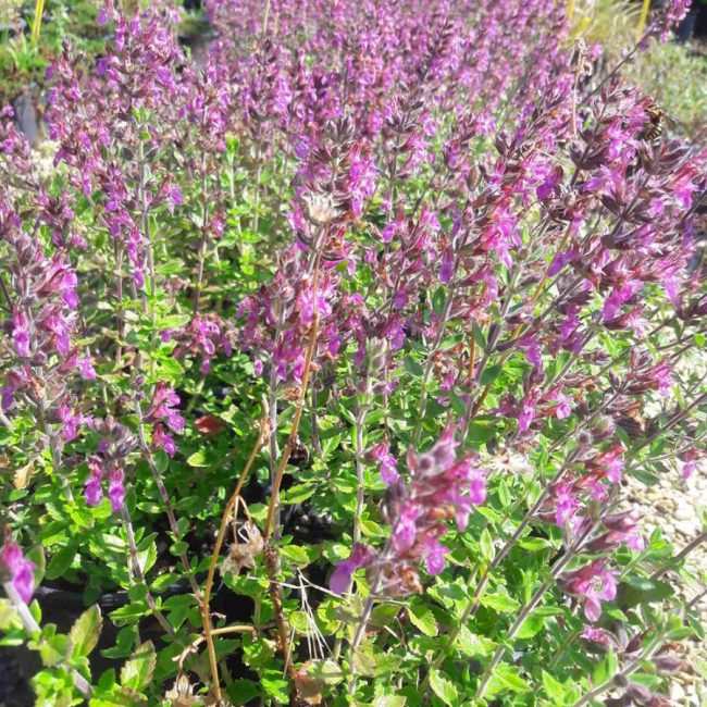 Teucrium (Variétés) – Image 3