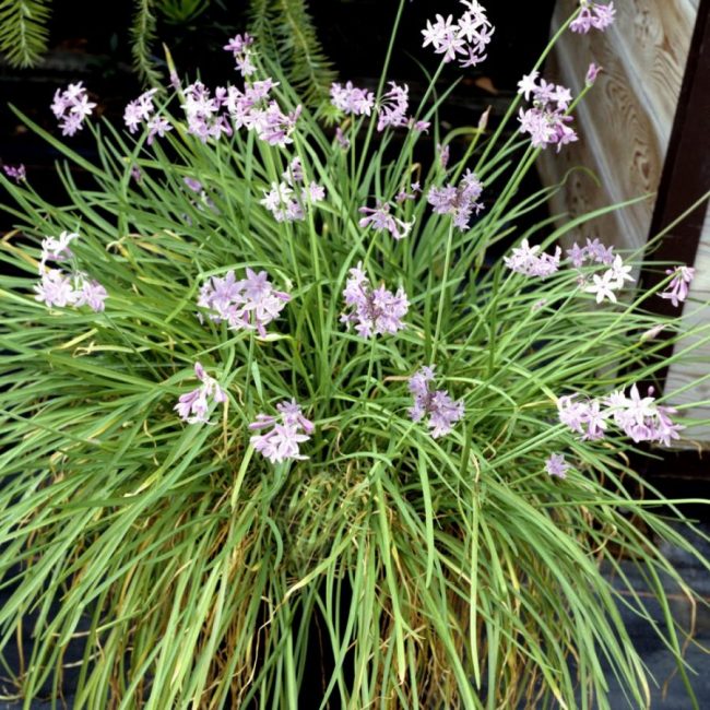 Ail d'Ornement – Tulbaghia Violacea – Image 4